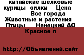 китайские шелковые курицы (силки) › Цена ­ 2 500 - Все города Животные и растения » Птицы   . Ненецкий АО,Красное п.